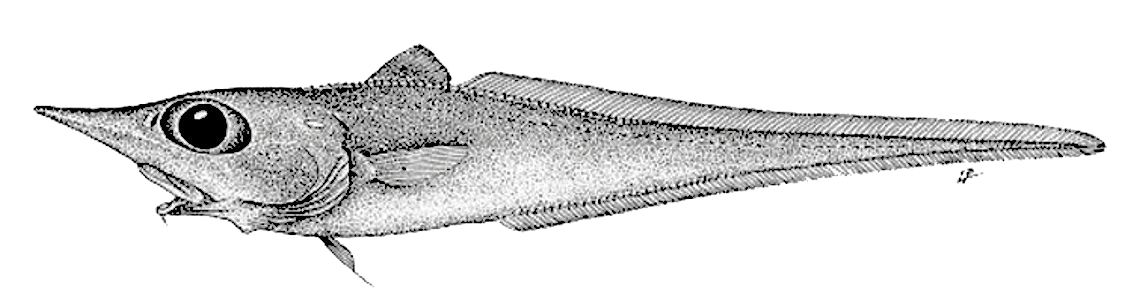 Trachyrincus scabrus_01